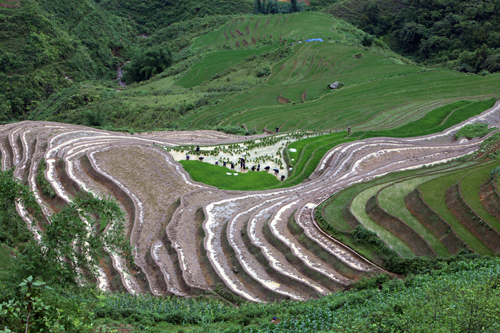 Ruộng bậc thang Lao Chải SaPa 